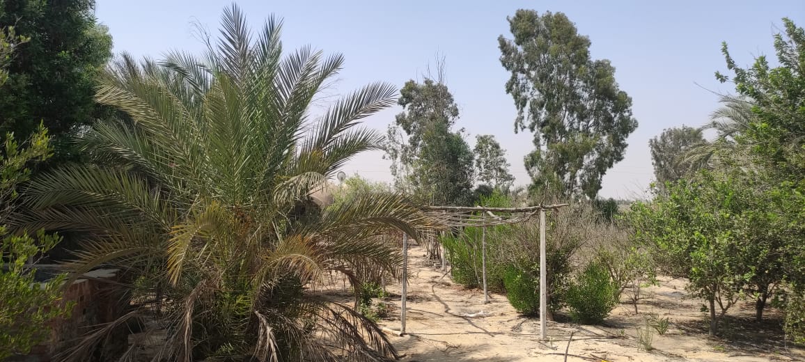 مصغّر 4