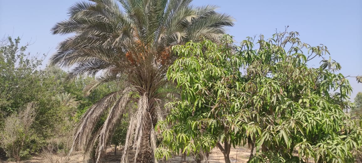 مصغّر 2